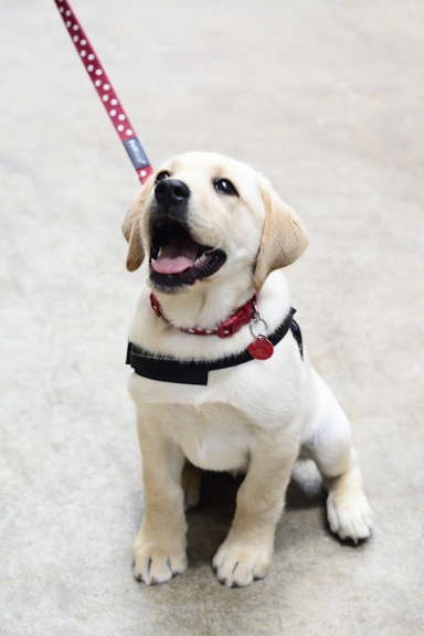 Puppy Socialisation Classes - Brunnock Canine Solutions Limerick