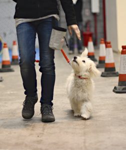 Brunnock Canine Solutions - Puppy Socialisation