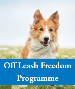 Brunnock Canine Solutions, Limerick Dog Training - Off Leash
