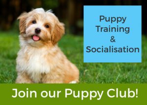 Join the Puppy Club for Puppy Socialisation and Puppy Training Limerick