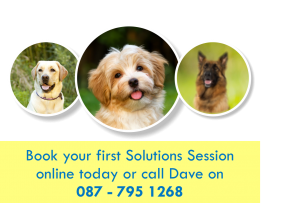 Dog Trainer in Ireland - Brunnock Canine Solutions, IE